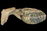 Southern Mammoth Partial Mandible with M Molar - Hungary #149835-7